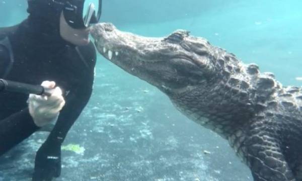 غواص يخطف الأنفاس بتقبيله لتمساح ومداعبته تحت الماء (فيديو)