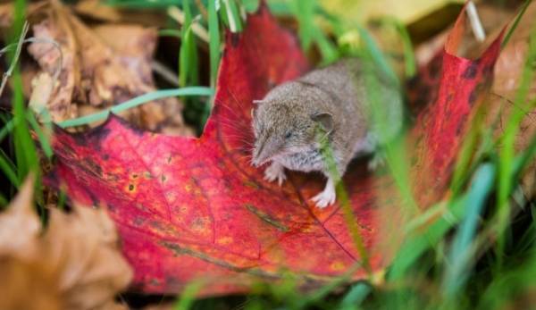 فيروس حيواني وراء التهاب الدماغ القاتل