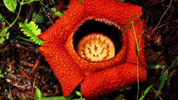 إندونيسيا...العثور على أكبر زهرة ذات رائحة كريهة