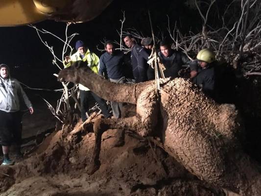 بالصور الدفاع المدني ينقذ جملا اثر سقوطه في وحل طيني