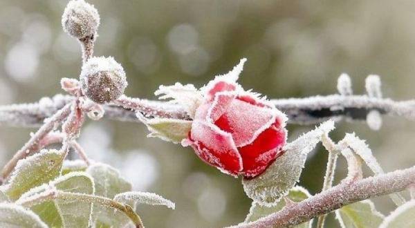 تحذير من صقيع واسع النطاق