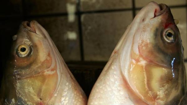 ظهور فيروس غامض في الصين.. وفاة شخص وعشرات الإصابات والضحايا زاروا سوق السمك