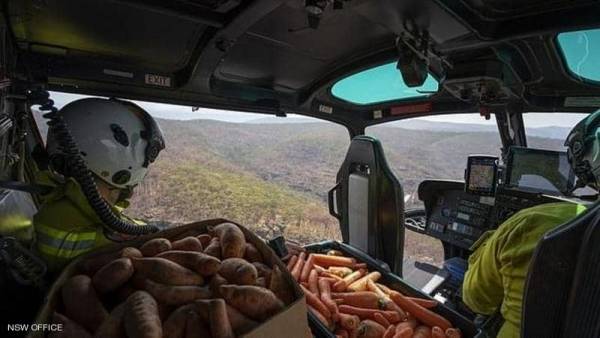 طائرات الجزر والبطاطا.. محاولات لإنقاذ الموقف في أستراليا