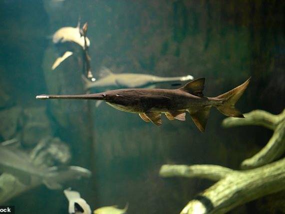 انقراض اقدم اسماك المياه العذبة في العالم