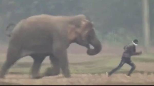 سائح كاد يلقى حتفه تحت أقدام فيل أثناء محاولة التقاط سيلفي معه.. «فيديو»