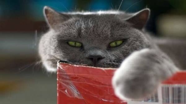 دراسة صادمة .. قطتك قد تلتهم جسدك بعد موتك!