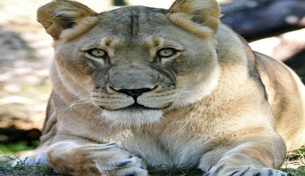 لبؤة تنتحر بسبب الحب!