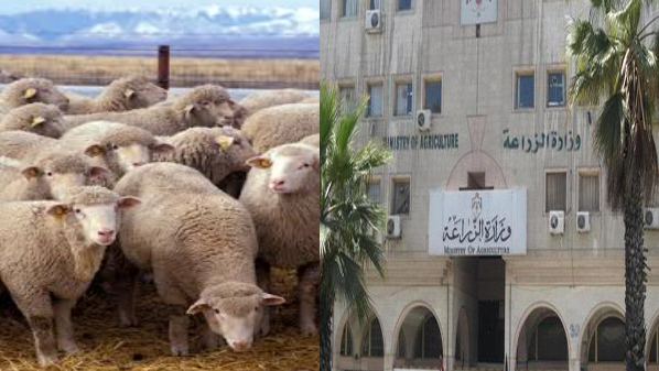 بعدما نشرت اخبار البلد: وزارة الزراعة ترفض إدخال شحنة اغنام رومانية مخالفة .. (تفاصيل)