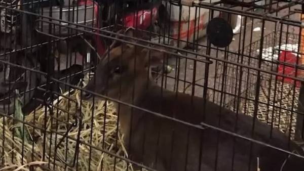 الأخصائيون الصينيون يحددون مصدر فيروس كورونا الجديد