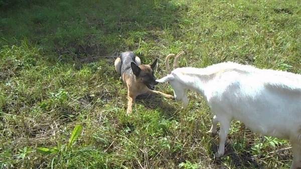 عنزة وكلب يتنافسان على منصب عمدة مدينة أمريكية