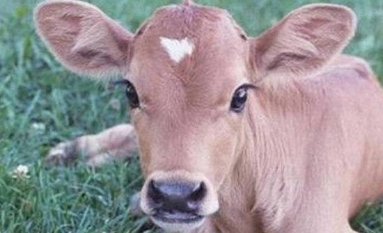 عجل بقدم خامسة يثير دهشة واسعة (صورة)