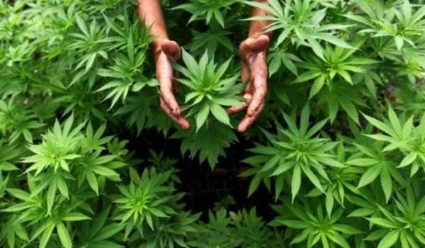 الجمارك تضبط اشتال ماريجوانا في منطقة البحر الميت (صور)