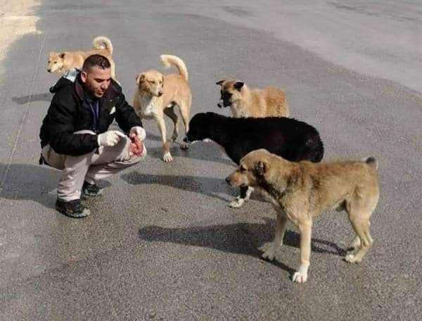 هذه الطرق التي استخدمتها أمانة عمّان في معركتها مع الكلاب الضالة و  العدوان  توضح