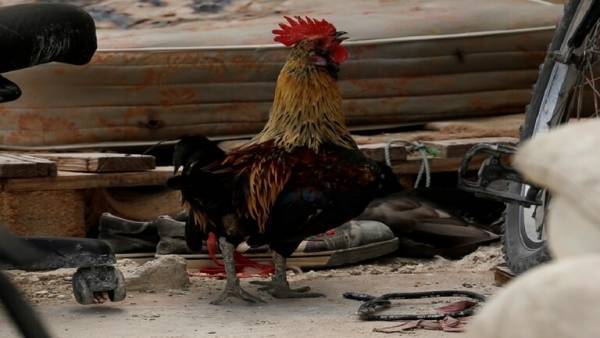 مصادرة ديك بسبب شكوى دبلوماسية تثير جدلا في الجزائر