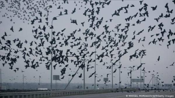 فيديو مرعب.. ما حقيقة آلاف الغربان التي تحلق فوق ووهان؟