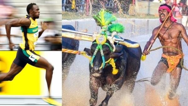 عامل بناء هندي يحطم رقم العداء العالمي بولت في سباق الجواميس (فيديو)