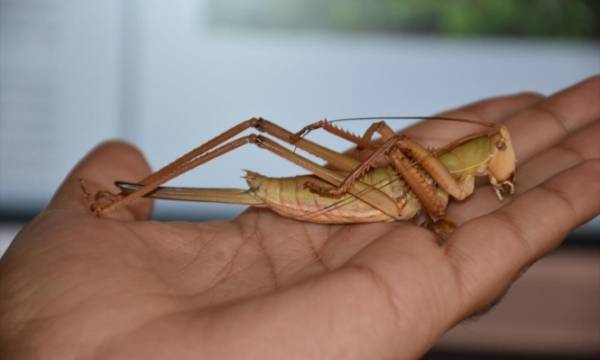 الزراعة ترفع حالة الطواريء لمكافحة الجراد الصحراوي