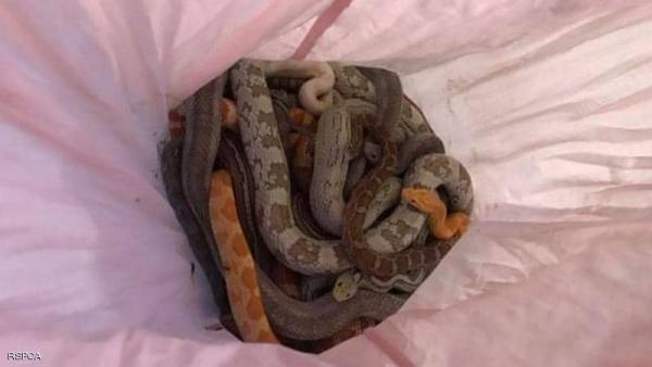 السر الغامض.. عشرات الأفاعي في أغطية وسادات