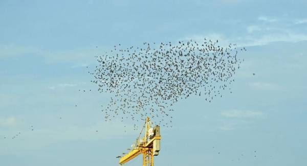 مئات العصافير تحترق على أسلاك الكهرباء... فيديو