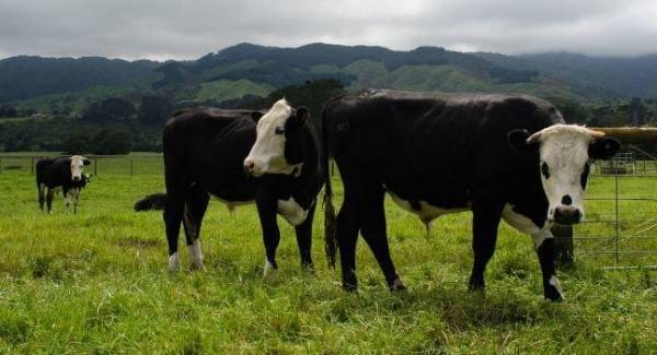 إجبار هندي قتل بقرة علي الزواج من طفلة