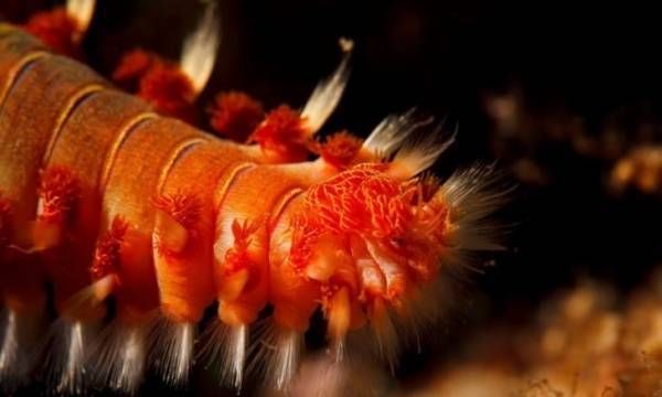 اصطياد مخلوق غريب وخطير في ولاية تكساس الأمريكية (فيديو)