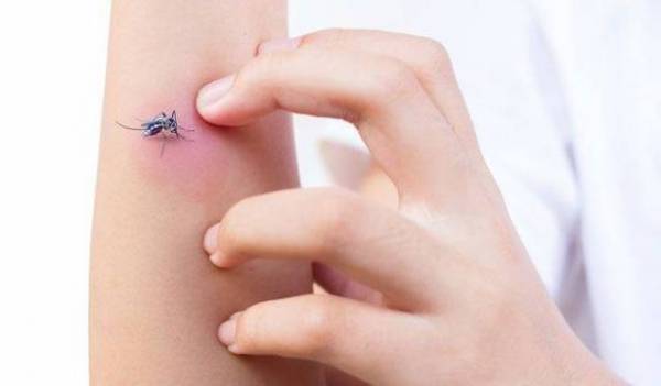 هل ينقل البعوض فيروس كورونا؟