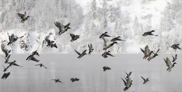 الصين تستعد لإرسال جيش من 100 ألف بطة إلى باكستان