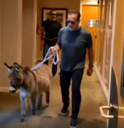 شوارزنيغر وحماره لولو يجلسان وراء طاولة المكتب (فيديو)