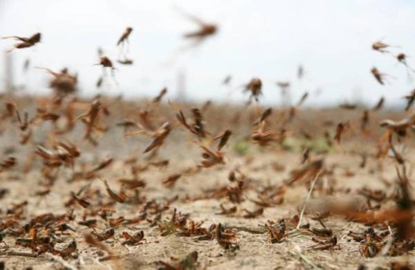 زيادة فرصة دخول الجراد للأردن والزراعة تتابع