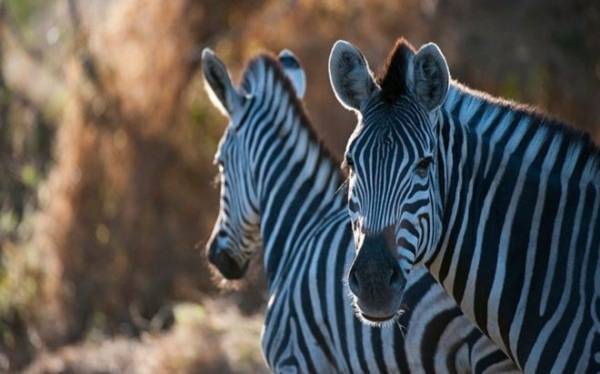 ما هي وظيفة الخطوط التي تغطي جسد الحمار الوحشي ؟