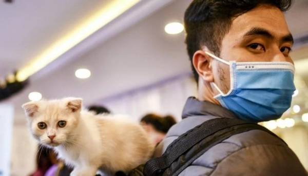 اختبار دواء كورونا القطط في علاج كورونا البشر