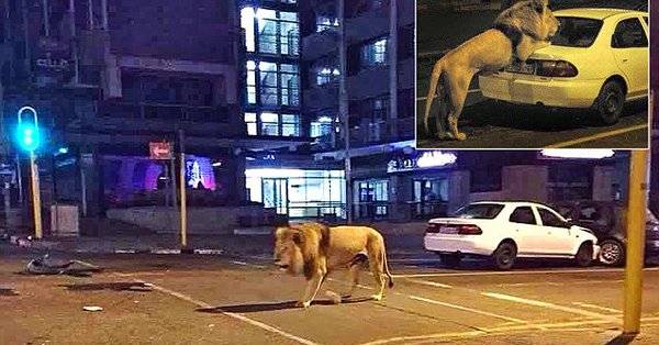 بوتين ينشر 500 أسد في شوارع روسيا لتطبيق نظام الحجر الصحي..والحقيقة...