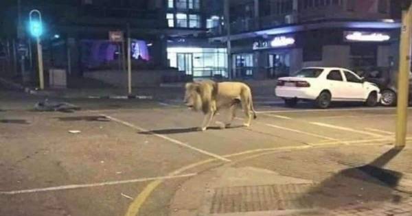 ما حقيقة نشر 500 أسد في شوارع روسيا لإجبار الناس على الحجر المنزلي؟