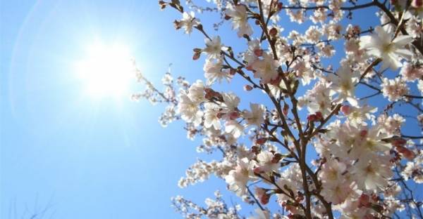 أجواء ربيعية دافئة لثلاثة أيام