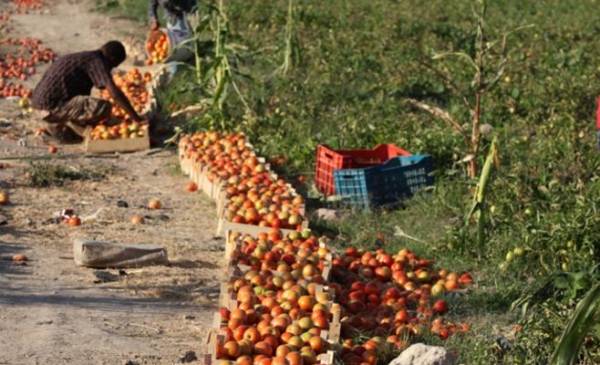 السماح للمزارعين بوادي الاردن ببيع منتجاتهم لتجار التجزئة اعتبارا من اليوم