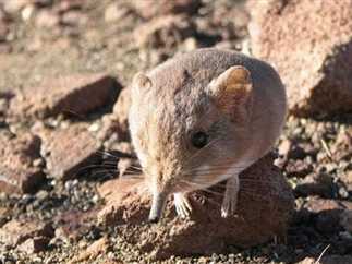 هانتا بعد كورونا.. هل يجب الحذر من الفيروس الجديد؟