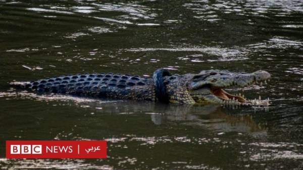 فيروس كورونا: رجل يخالف تعليمات العزل الصحي فأكله التمساح