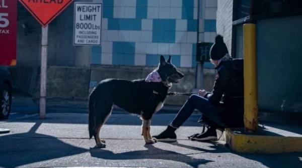 تدريب كلاب لاكتشاف الإصابات بفيروس كورونا