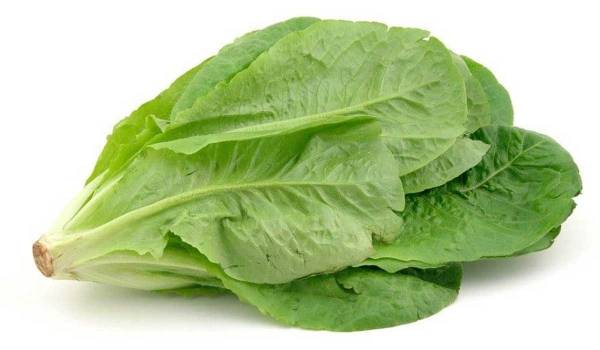الخس من أهم الأغذية المهمة لمرضى السكري