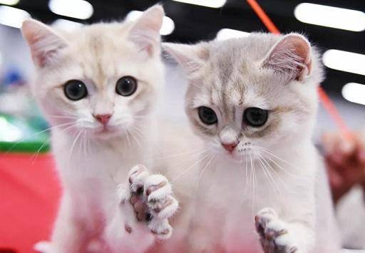 أول مدينة صينية تمنع أكل القطط والكلاب