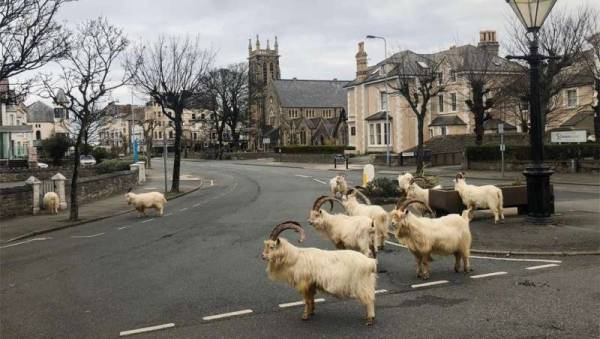 الماعز في ويلز والذئاب في سان فرانسيسكو.. كورونا يفتح شوارع المدن للحيوانات البرية
