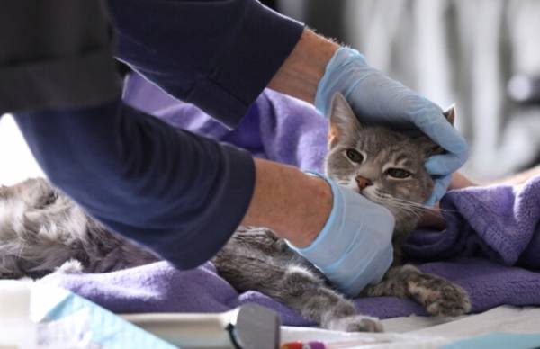 كورونا ينتقل إلى القطط.. سر جديد حول طريقة تفشي الوباء تعلنه الصين