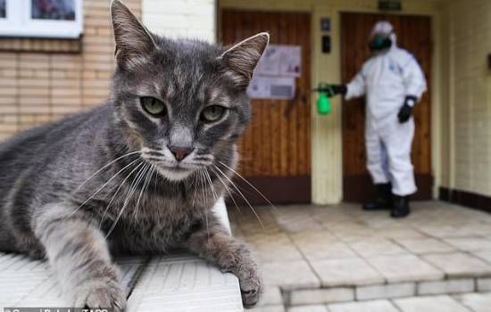 15 من القطط في ووهان الصينية مصابة ب كورونا