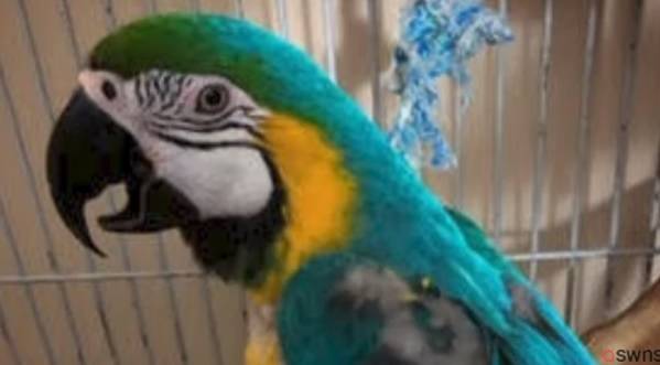 بالفيديو: ببغاء يسخر من صاحبه في الحجر