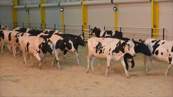 مسلخ الأمانة يذبح ويعاين 1380 رأساً من الضأن والأبقار