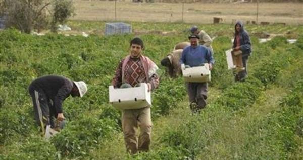 آلية جديدة لمنح التصاريح للقطاع الزراعي