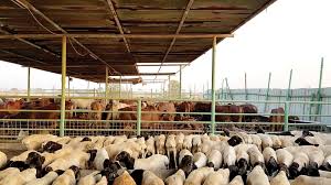 شروط لعمل مربي المواشي