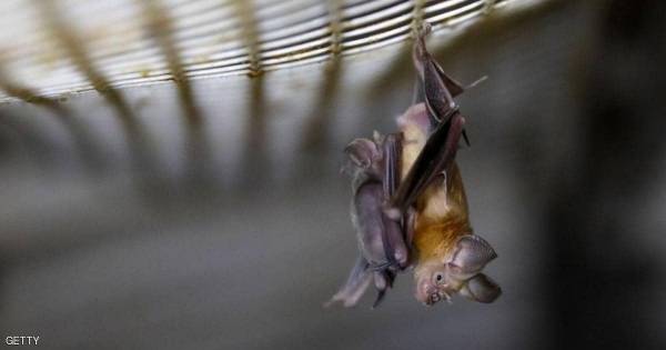 كورونا.. من خفاش إلى موظف مختبر فيروسات