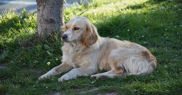 بالفيديو.. كلب ينتظر صاحبه التركي المريض أمام المستشفى منذ 5 أيام