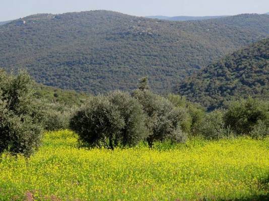 الاثنين.. أجواء ربيعية دافئة بأغلب المناطق
